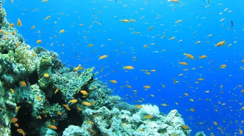 Anthias Fish Stock Footage 22479010