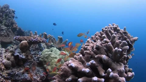 Anthias fish Vidéo 39985416