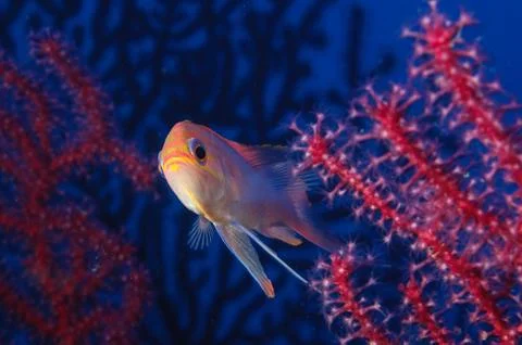 Anthias fish Stock Photos