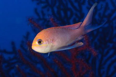 Anthias fish Stock Photos