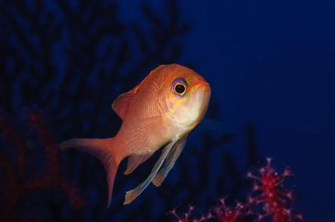Anthias fish Stock Photos
