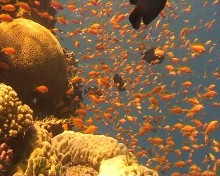 Anthias group 1 Stock Footage 30078095