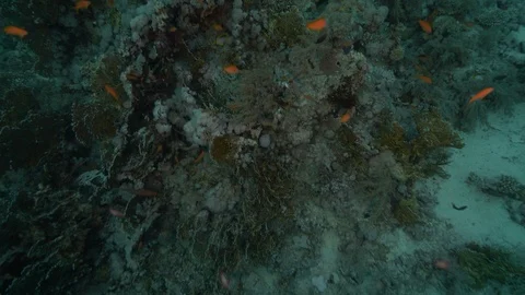 Anthias net fire coral on rocks, Ras Mohammed, Red Sea Egypt Stock Footage 105588608