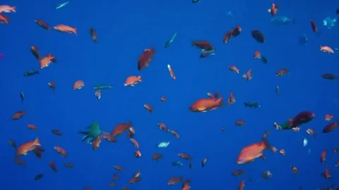 Anthias (Pseudanthias squamipinnis) in the blue water Stock Footage 74695553