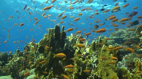 Anthias right to left Stock Footage 33531248