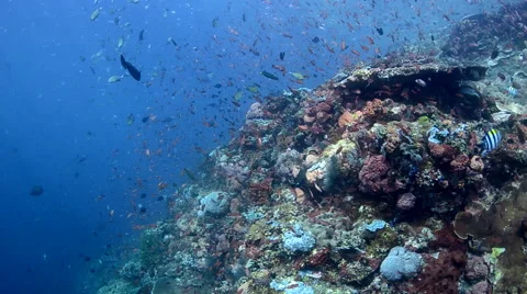 Anthias Schooling on a Wall Stock Footage 64232352