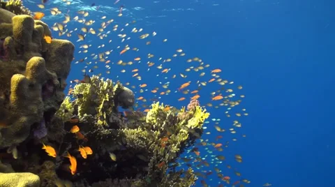 Anthias Shaab Claudio Stock Footage 33531332