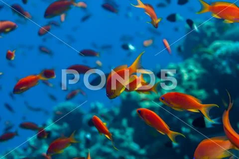Anthias shoal Stock Photos