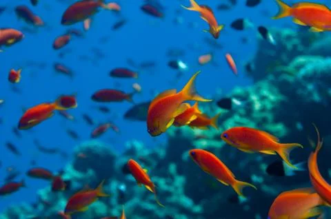 Anthias shoal Foto stock