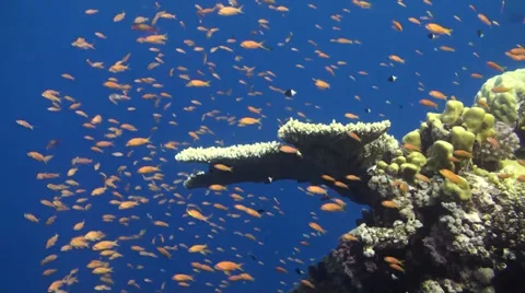 Anthias at table coral Stock Footage 33531600