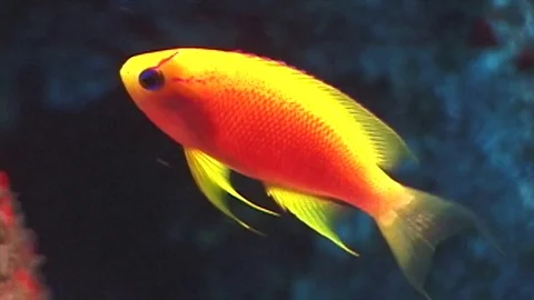 Anthias2 Stock Footage 81226843
