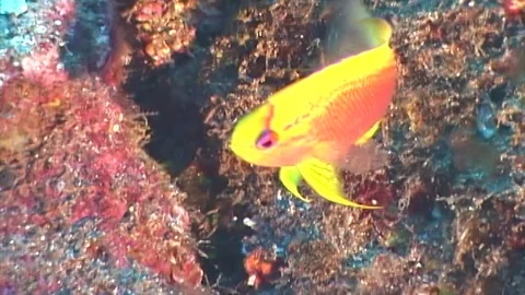 Anthias3 Stock Footage 81226772