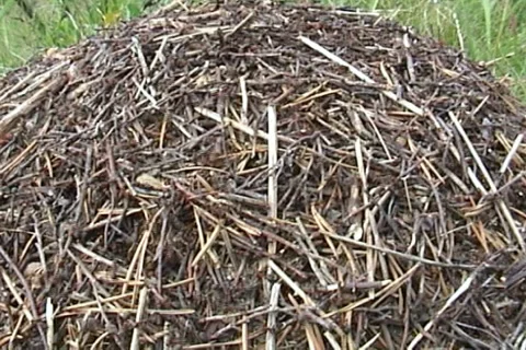 Anthill 01 動画素材 994668
