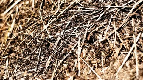 Anthill 01 Stock Footage 11054803