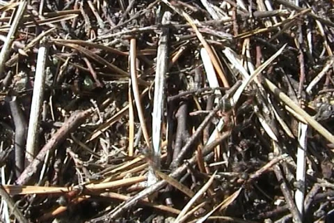 Anthill 02 Stock Footage 994640