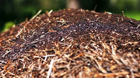 Anthill 02 Stock Footage 11054668