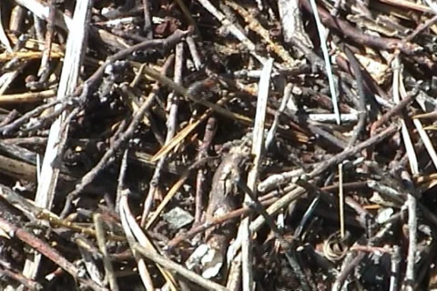 Anthill 03 動画素材 994612