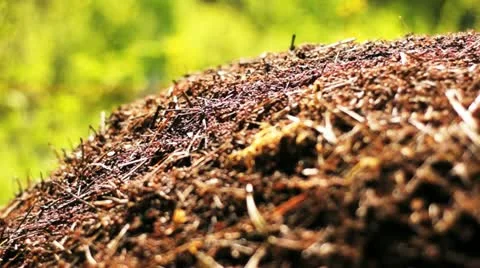 Anthill 03 Stock Footage 11054912