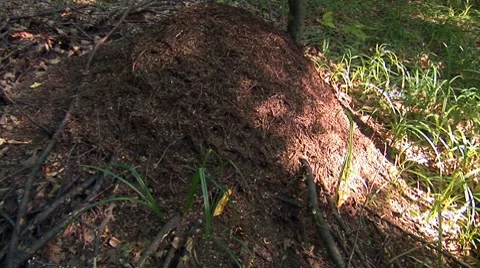 Anthill 1 Stock Footage 8648413