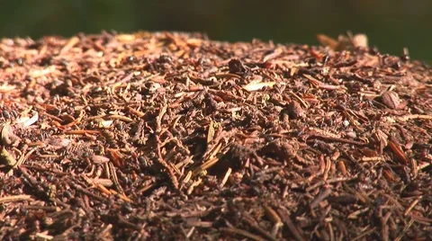 Anthill 10 Stock Footage 8795928
