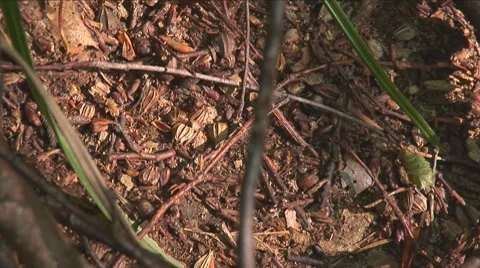 Anthill 3 Stock Footage 8648411