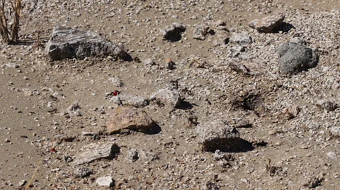 Anthill 3662 Stock Footage 31907209