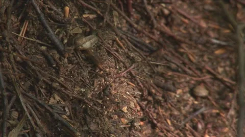 Anthill 4 Stock Footage