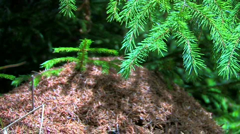 Anthill 5 Stock Footage 855729