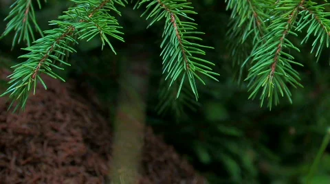 Anthill 7 Stock Footage 855590