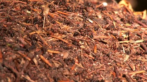 Anthill 7 Video stock 8795919