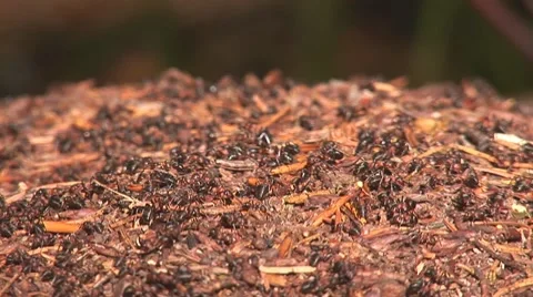 Anthill 8 Stock Footage 8795896