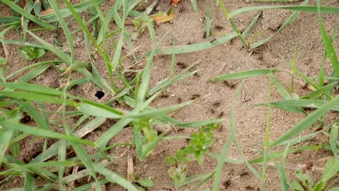 Anthill with active ants in the grass Stock Footage 143402253