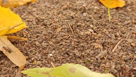 Anthill active movement close-up Stock-Footage 319335619