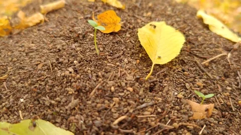 Anthill active movement close-up macro photography Stock-Footage 319335734