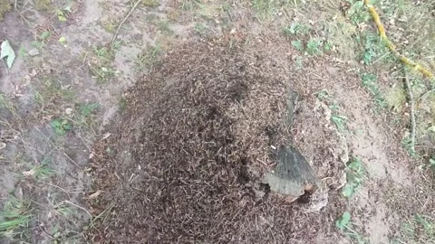Anthill with, among other things, an ant carrying a stick Stock Footage 309212221