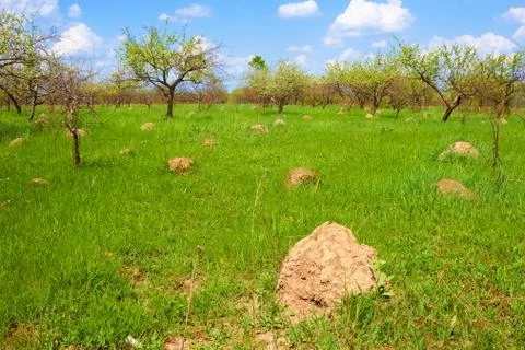 Anthill among spring herbs Stock Photos