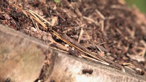 Anthill and ants, ant carrying a stick Stock Footage 80384275