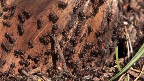 Anthill and ants, ant picks up a stick Stock Footage 80384297