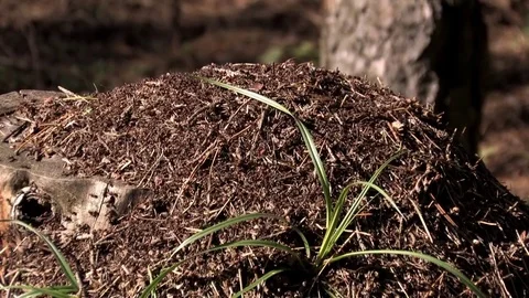 Anthill and ants, anthill in the woods Stockbeeldmateriaal 80350096
