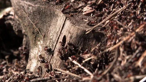 Anthill and ants, ants crawl out of mink Stock Footage 80383522