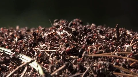 Anthill and ants, ants crawling amid the pine needles and twigs Stock Footage 80383489