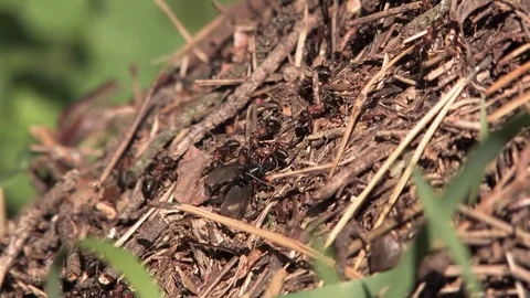 Anthill and ants, the ants dragged the fly to the nest Stock Footage 80385811