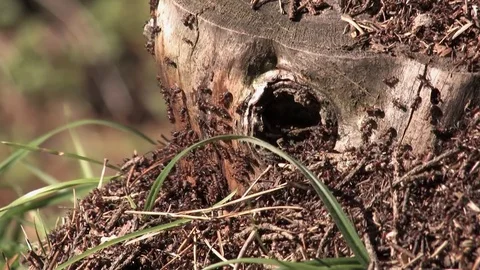 Anthill and ants, the ants swarmed the stump and live in the hollow Stock Footage 80351660