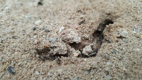 Anthill and ants close-up slow motion Stock Footage 107912880
