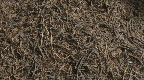 Anthill and Ants Stock Footage 67627785