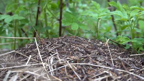 Anthill and ants Stock Footage 91381559