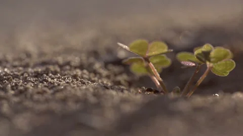 Anthill and Clover - Super Slow Motion Macro Video stock 54050914