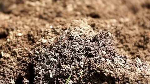 Anthill and workers ants insect life. Stock Footage 95953809