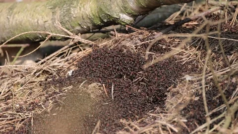 Anthill and working ants, close-up, 4K slomo Stock Footage 171859267
