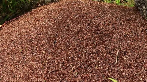 Anthill and working ants top view Stock Footage 71815209